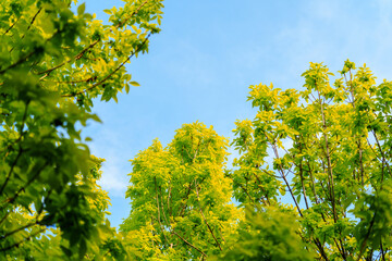 Fototapeta premium Tree branches with fresh green leaves in sunlight under blue sky