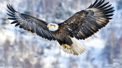 Fototapeta premium Majestic eagle soaring over snowy landscape