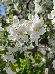 apple tree blossom