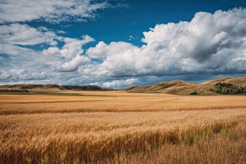 Golden Wheat Field Under Dramatic Sky, Prairie Landscape, Canada