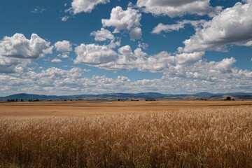 Obraz premium Golden Wheat Field under Summer Sky, Rural Landscape
