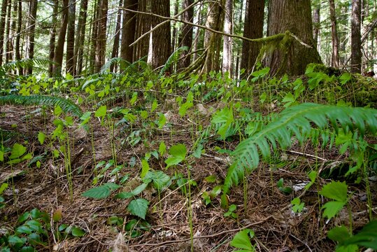 Close up of the forest floor covered in small green leaves, specifically called Vanilla Leaf (Achlys triphylla), and surrounded by the trunks of pine trees. 