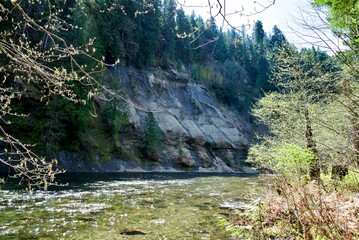 View along the Lewis River flowing through a dense pine forest and large rocky cliff face. The riverbed is shallow and sandy with some large rocks poking out of the blue-green water on a clear day. 
