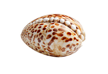 Close-up of a smooth, oval seashell.  Its surface displays a pattern of brown and tan spots, interspersed with small white, pearl-like nodules