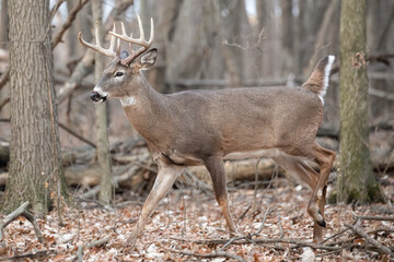 White-Tailed Deer Buck in Autumn Forest – Wildlife Photography (Odocoileus virginianus)