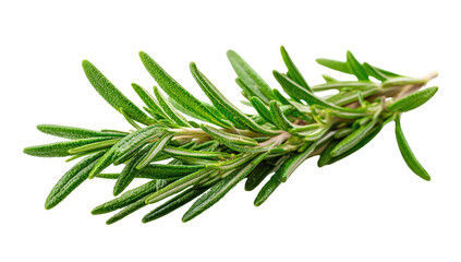Fototapeta premium Close-up of fresh rosemary sprigs. Bright, vibrant green sprigs of rosemary, arranged in a slightly diagonal position, against a black background. Sharp focus on leaves
