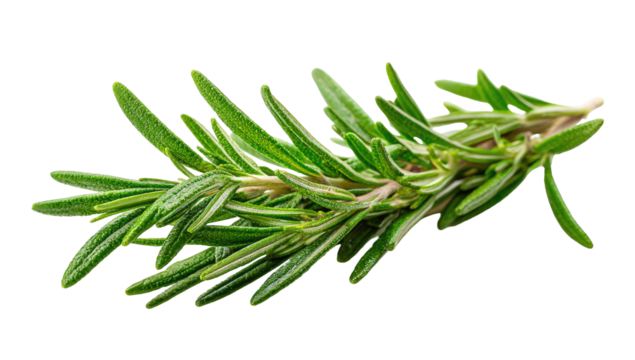 Close-up of fresh rosemary sprigs.  Bright, vibrant green sprigs of rosemary, arranged in a slightly diagonal position, against a black background.  Sharp focus on leaves