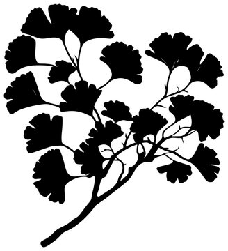 Silhouette of ginkgo bilabo tree element