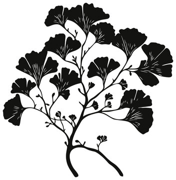 Gingkgo bilabo tree silhouette drawing