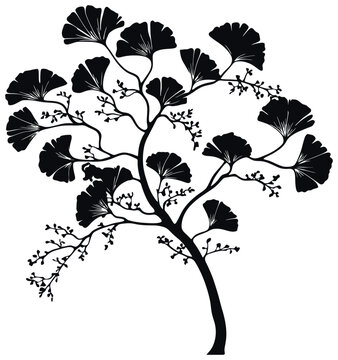 Gingkgo bilabo tree silhouette drawing