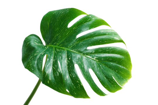 Close-up of a vibrant, large, tropical leaf