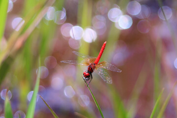 ハッチョウトンボのオス © Tozawa
