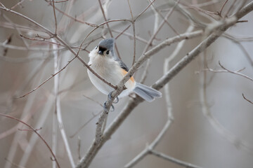 Tufted Titmouse Bird on Bare Branch in Winter – Wildlife Photography (Baeolophus bicolor)