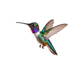 Fototapeta premium Colorful hummingbird in flight isolated on transparent background, showcasing vibrant plumage