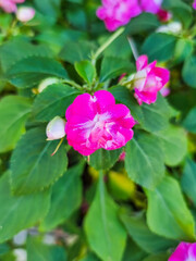 Pink flower bush