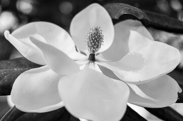 Black and white Southern magnolia tree flower