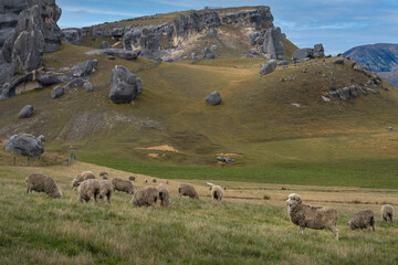 Merino Sheep Grazing in Tussock Grasslands at Castle Hill, Canterbury, New Zealand