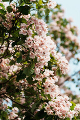 Catalpa tree with flower blossom in sunlight under blue sky