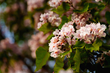 Catalpa tree with flower blossom in sunlight under blue sky