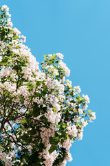 Catalpa tree with flower blossom in sunlight under blue sky