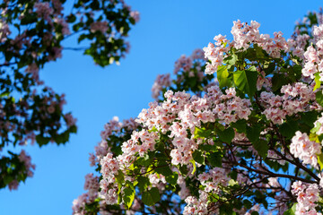 Catalpa tree with flower blossom in sunlight under blue sky