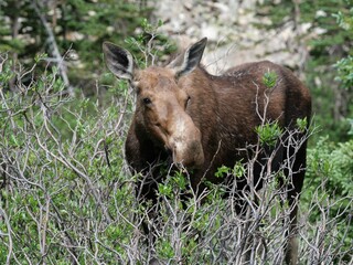 Wild Moose Feeding on Shrubs along Mitchell Lake Trail, Indian Peaks Wilderness, Colorado

