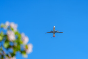 Airplane fly over catalpa tree with flower blossom in sunlight under blue sky