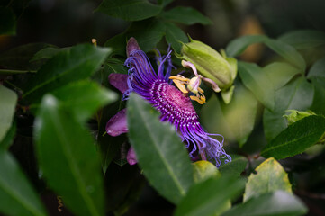 Passion flower and leaves