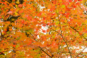 紅葉