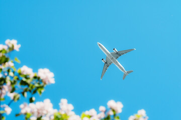 Airplane fly over catalpa tree with flower blossom in sunlight under blue sky