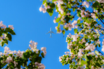 Airplane fly over catalpa tree with flower blossom in sunlight under blue sky