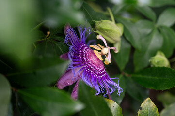 Passion flower and leaves
