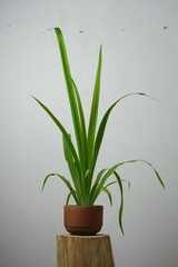 coffee and plants in the garden