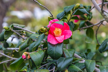 Red Japanese camellia in the garden
