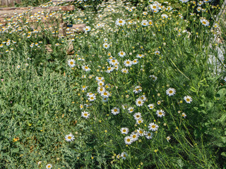 The charming chamomile flowers offer a close-up view in their natural garden setting.