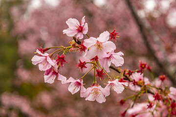 A bunch of cherry blossoms growing diagonally from the lower right corner
