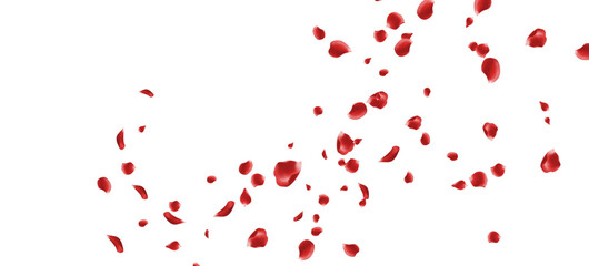 Romantic Red Rose Petals Falling Love Valentine Wedding Celebration Background Elegant Beauty