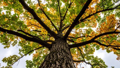 Naklejka premium Autumnal tree canopy