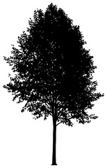 Silhouette of poplar tree element
