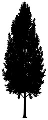 Poplar tree silhouette drawing