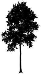 Poplar tree silhouette drawing