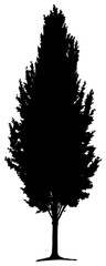 Silhouette of poplar tree element