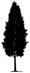 Silhouette of poplar tree element