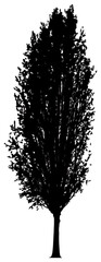 Poplar tree silhouette drawing