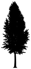 Silhouette of poplar tree element