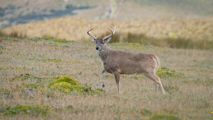 Wild male Andean deer with large antlers standing alert in the grasslands of the Ecuadorian páramo.