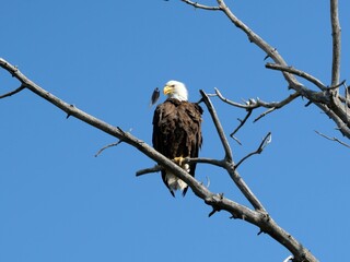 Bald Eagle Watching Its Feather Fall from a Bare Tree Branch, Rock Creek Trail, Colorado
