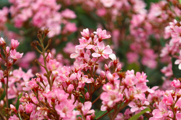 Cherry blossom in the Japanese garden 
