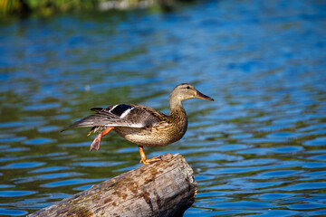 A female Mallard duck balances on one leg atop a log in the water. The duck's wing is slightly...