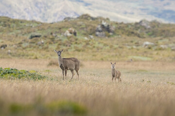 Two wild Andean deer standing alert in the grasslands of the Ecuadorian p&aacute;ramo with mountains in the background.